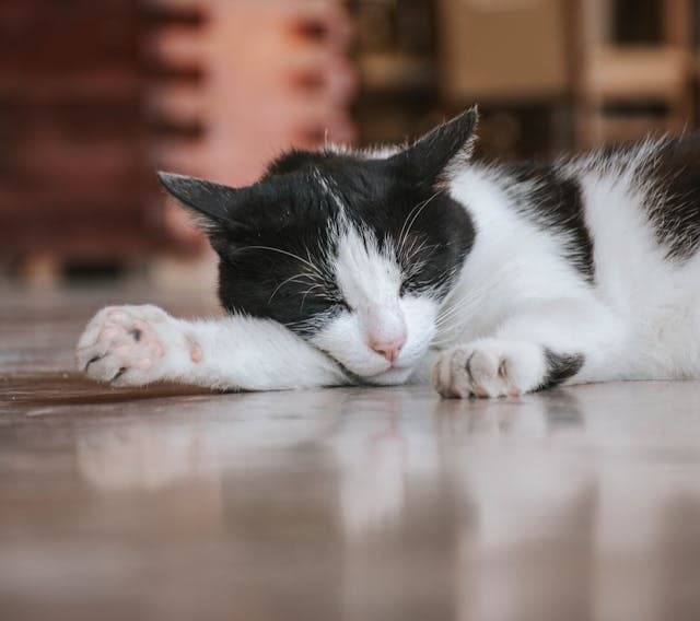 A cat sleeping over a epoxy coated floor